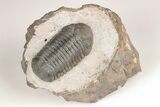 Austerops Trilobite - Jorf, Morocco #204215-2